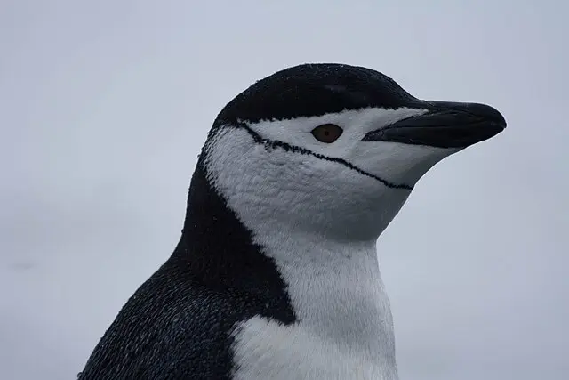 Penguin