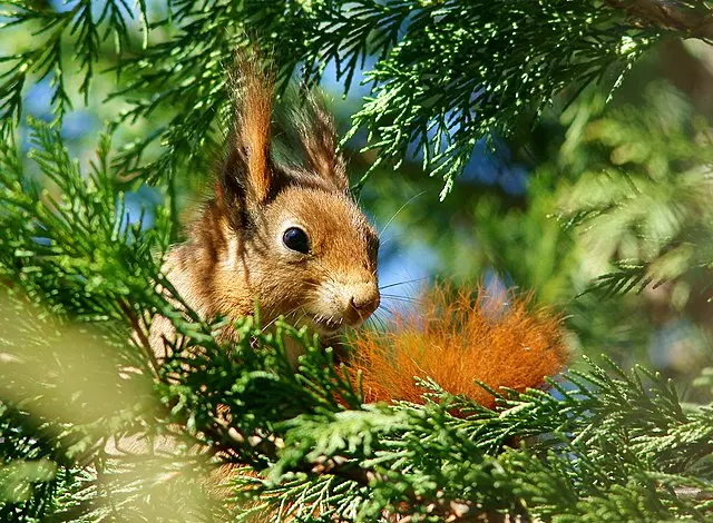 Red Squirrel