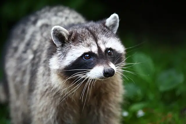 Raccoon