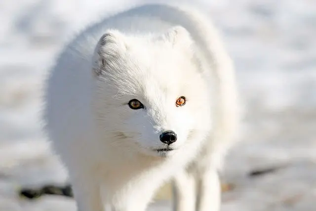 Arctic Fox