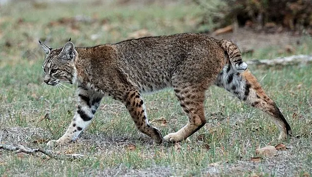 Lynx