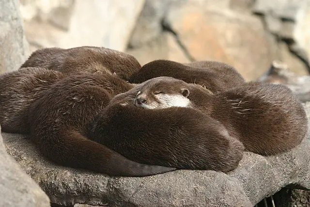 Otter