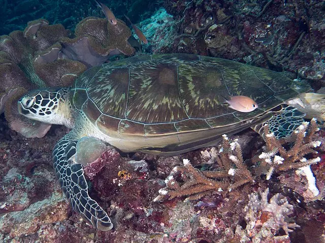 Green Sea Turtle